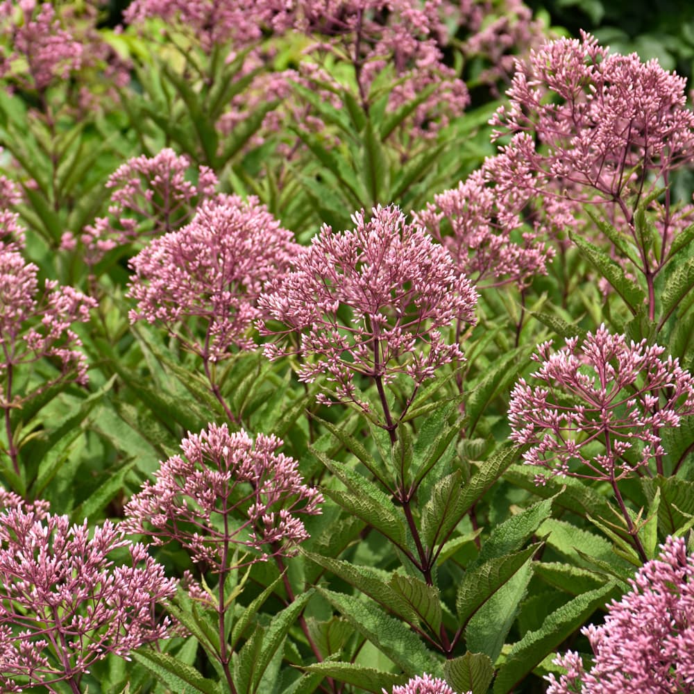 NetPS Plant Finder (www.netpsplantfinder.com)