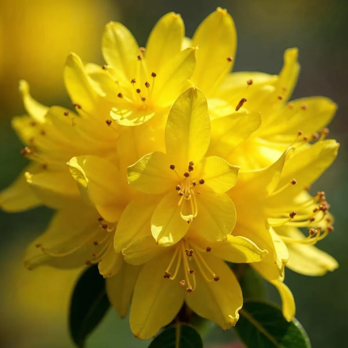 Azalea Lemon Drop | Landsource Supply